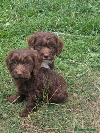 Cockapoo dogs - Advert 6