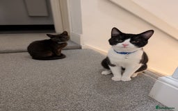 Domestic Shorthair cats for sale: Olaf and stitch need a new home  - Image 9