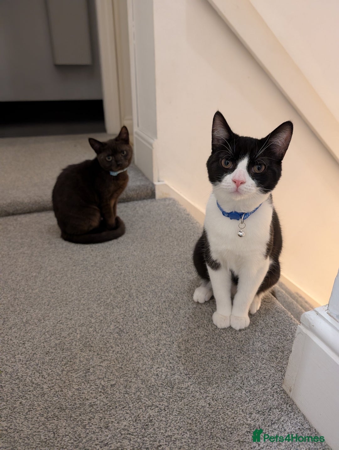 Domestic Shorthair cats for sale: Olaf and stitch need a new home  - Image 9