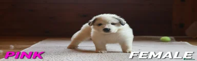 Pyrenean Mountain Dog 1 - Pink