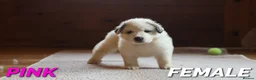 Pyrenean Mountain Dog dogs for sale: Adorable Puppies, Looking For Forever Homes! - Advert 16