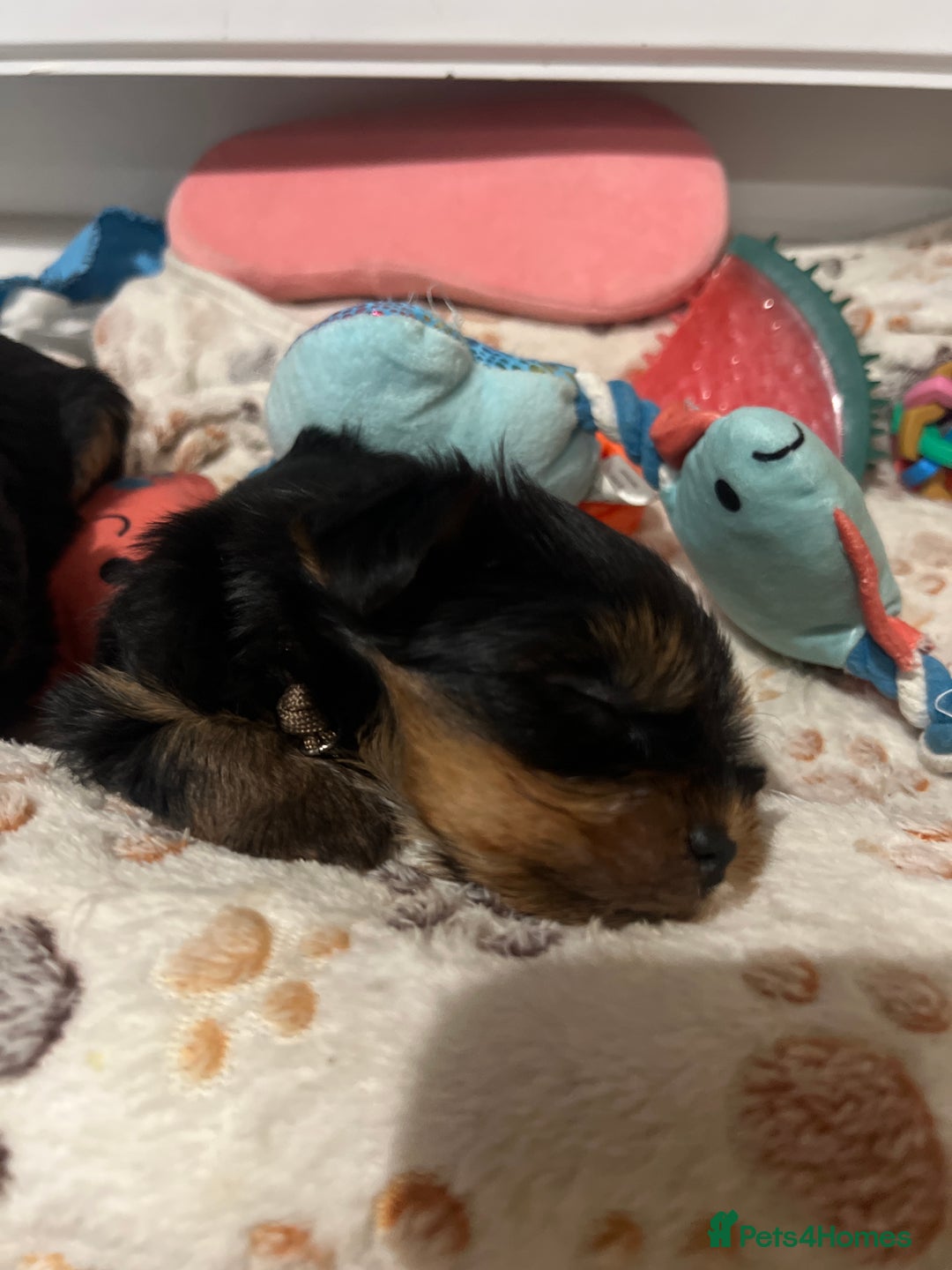 Yorkshire Terrier dogs for sale: 4 little pure breed Yorkshire terrier puppies  - Advert 12