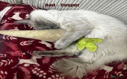 Ragdoll cats for sale: 4 cute fluffy Ragdoll Kittens - Advert 3