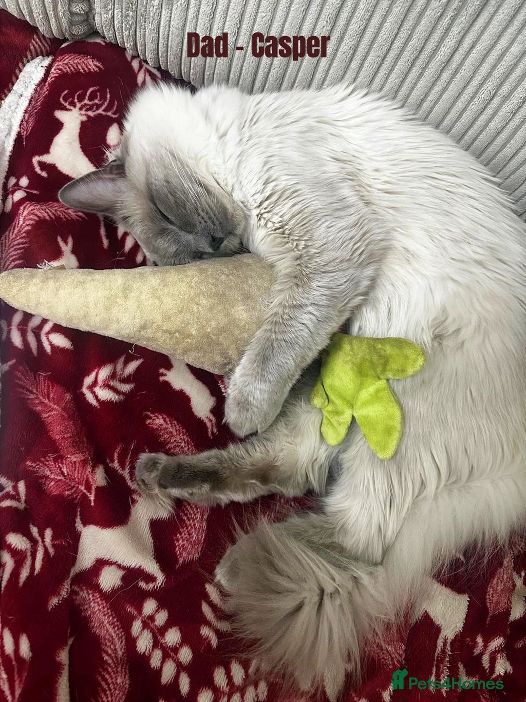 Ragdoll cats for sale: 4 cute fluffy Ragdoll Kittens - Advert 3