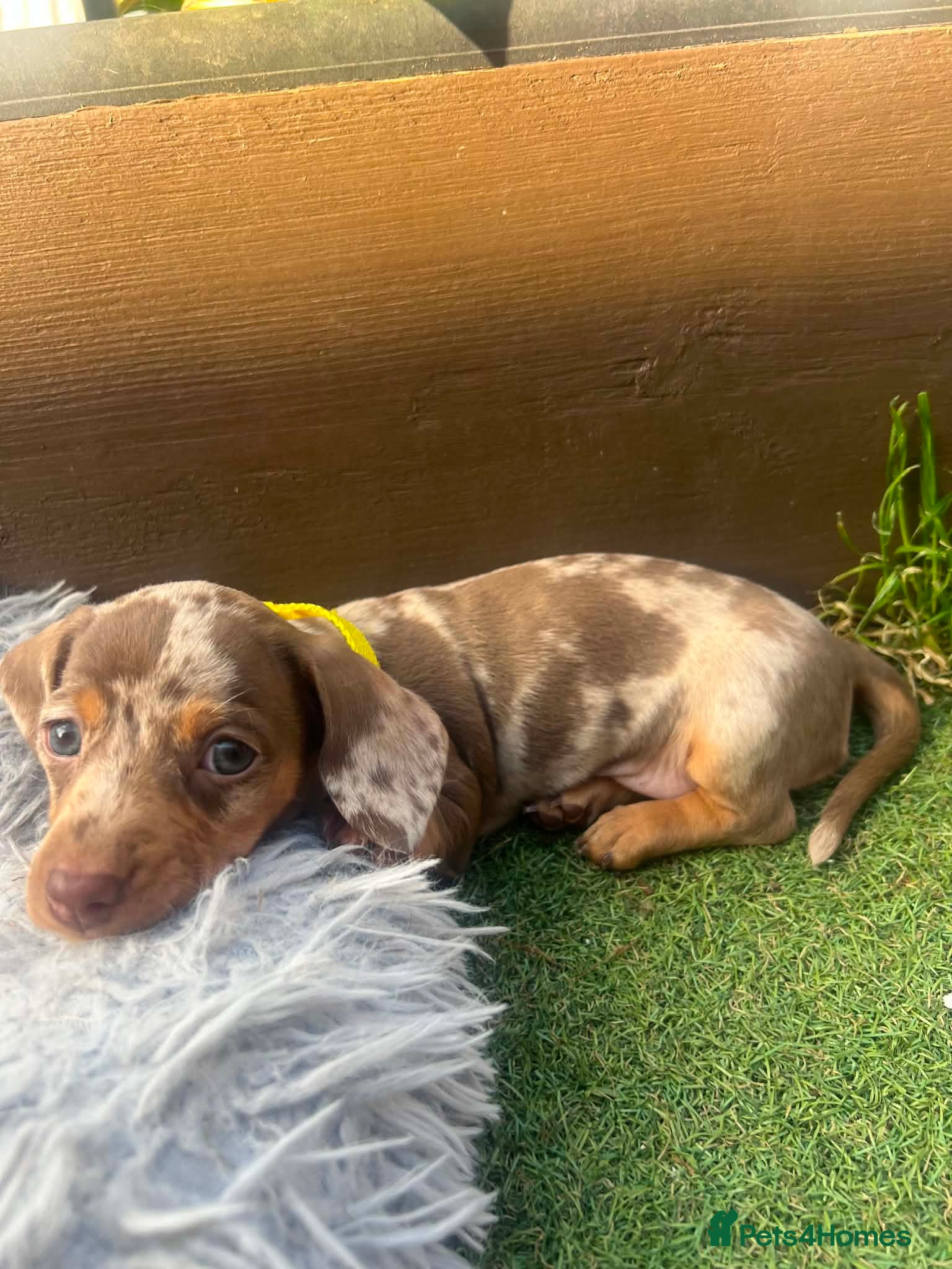 Dachshund dogs ❤️ Miniature Dachshund Puppies for Sale 🐾 - Advert 1