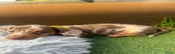 Dachshund dogs for sale: ❤️ Miniature Dachshund Puppies for Sale 🐾 - Advert 6
