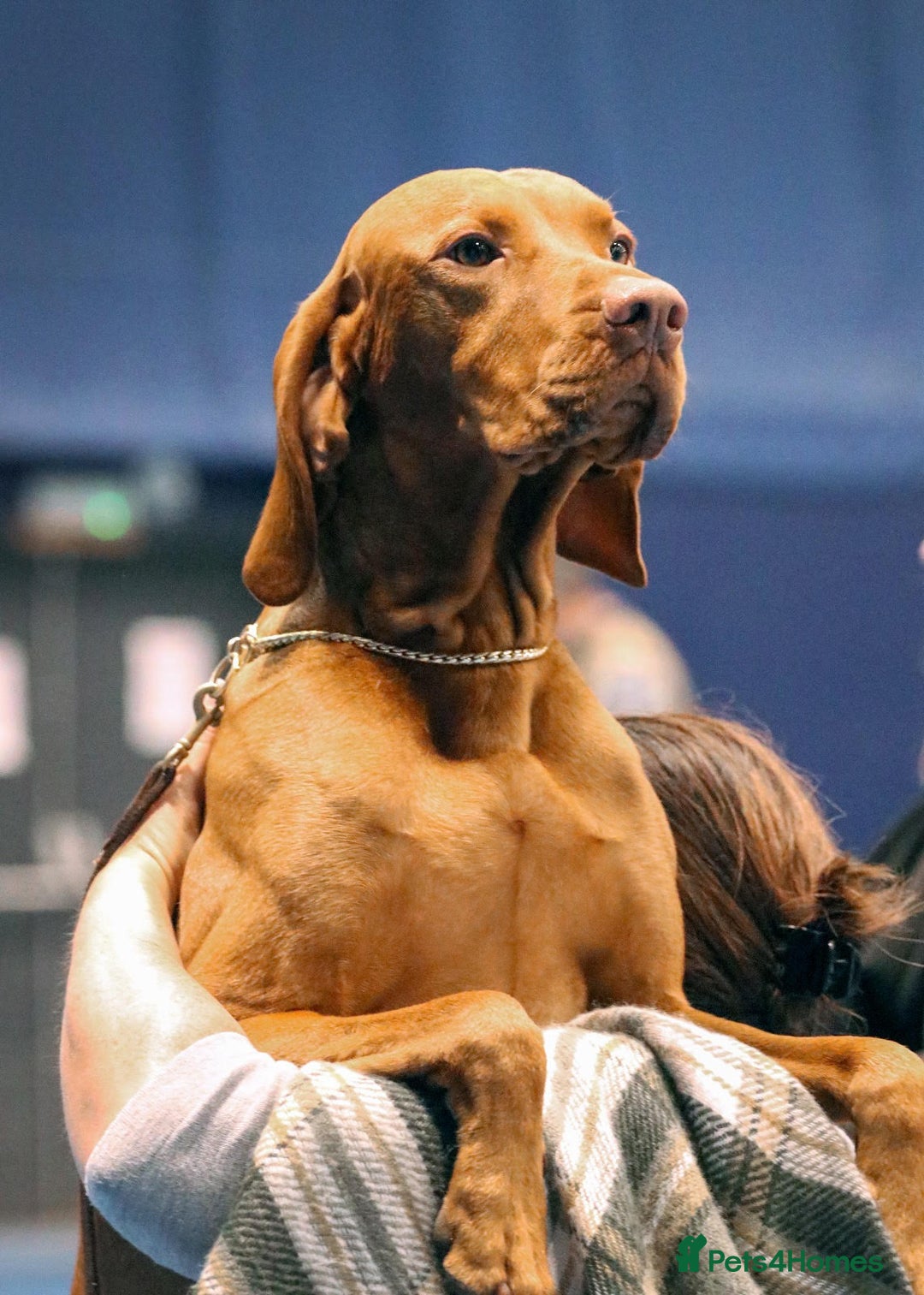 Hungarian Vizsla dogs for sale: Exceptional KC registered Hungarian Vizsla Litter - Image 17