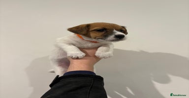 Jack Russell dogs Traditional old fashioned jack Russel puppies  - Advert 4