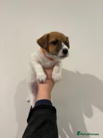 Jack Russell dogs Traditional old fashioned jack Russel puppies - Advert 2