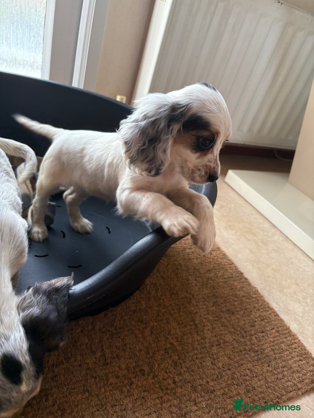 Cocker Spaniel dogs for sale: Cocker spaniel puppies  - Image 1