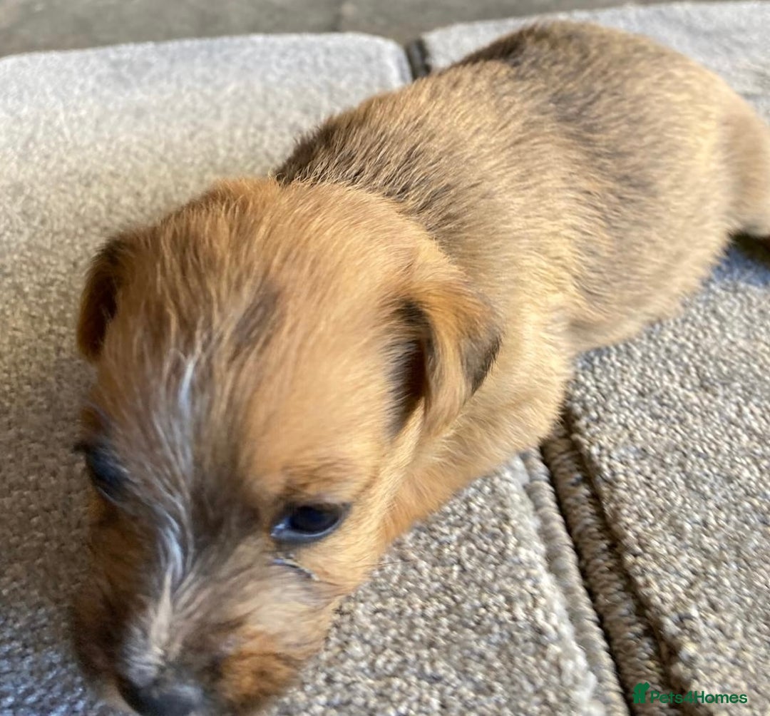 Jack Russell dogs for sale:  **  JACK RUSSELL PUPPIES - READY TO GO - Advert 19