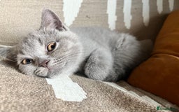 British Shorthair cats for sale: Kind Souls Fluffy Coats British Shorthair Kittens - Image 14