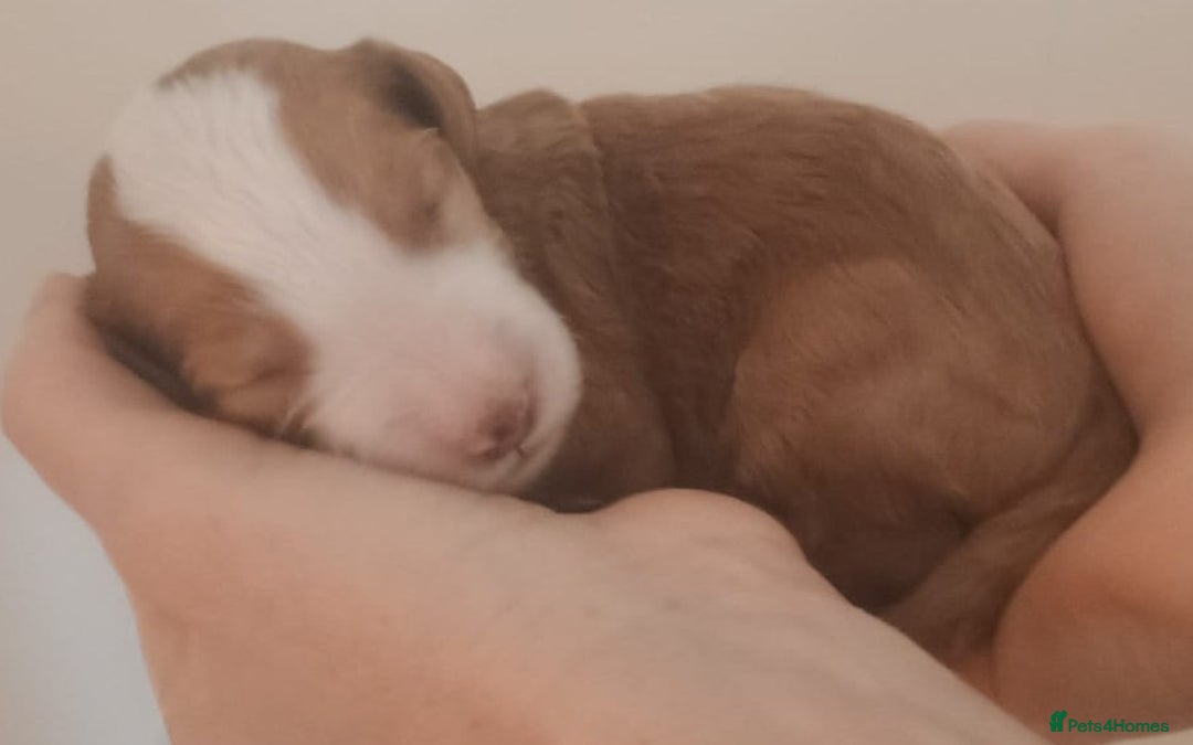 Mixed Breed dogs for sale: Australian doubledoodle puppies - Image 19