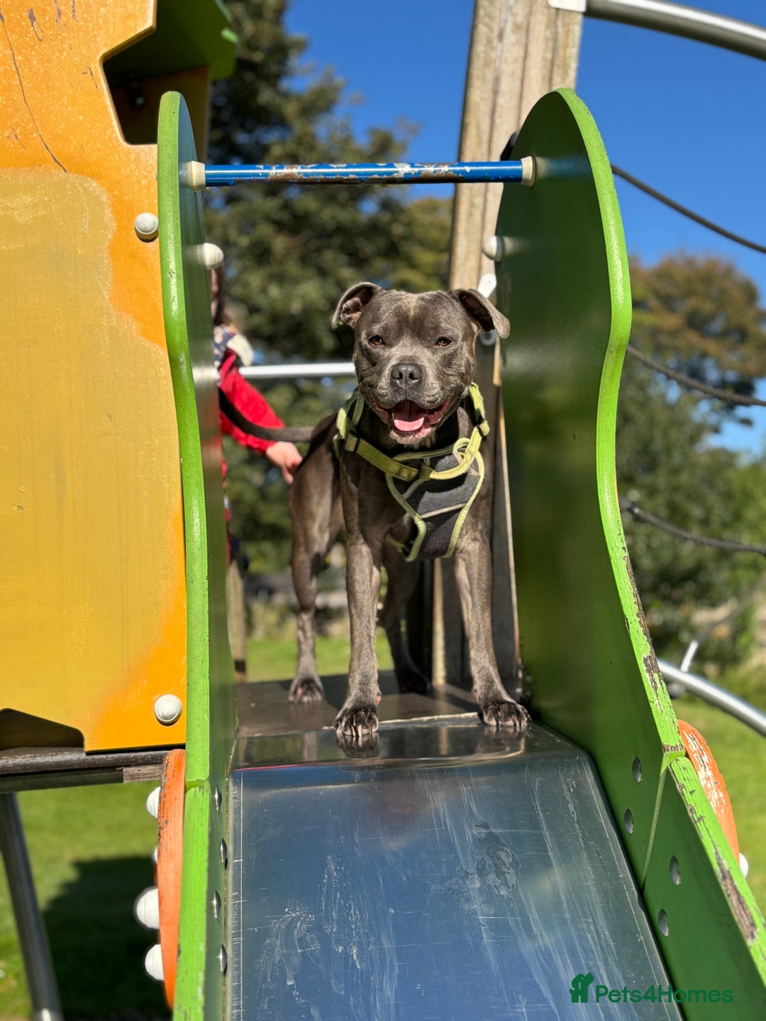 Staffordshire Bull Terrier dogs for stud: KC Registered Staffy Stud available  in Holmfirth - Advert 1