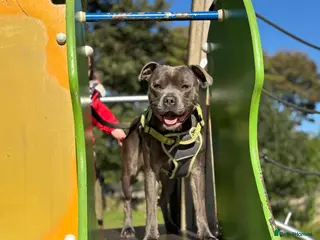 Staffordshire Bull Terrier dogs KC Registered Staffy Stud available in Holmfirth - Advert 18