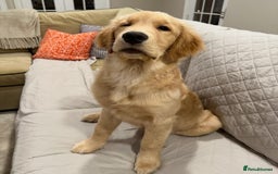 Golden Retriever dogs for sale: Simba – Handsome Golden Retriever Puppy - Image 7