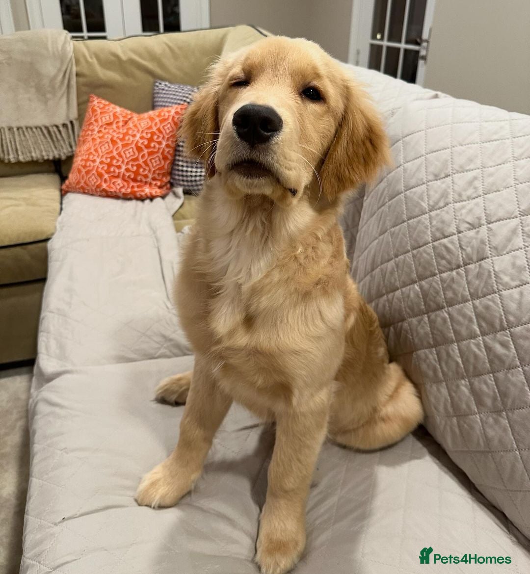 Golden Retriever dogs for sale: Simba – Handsome Golden Retriever Puppy - Image 7