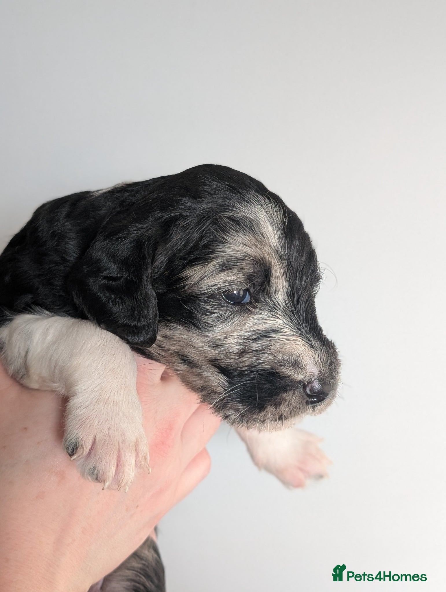 Labradoodle dogs for sale: Unique Labradoodles - Merle, Phantom, Black, Red - Advert 14