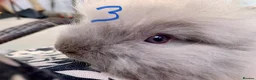Lionhead rabbits for sale: 3 Beautiful dwarf Lion head Bunnies  - Advert 12