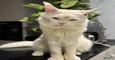 Maine Coon cats - Advert 5