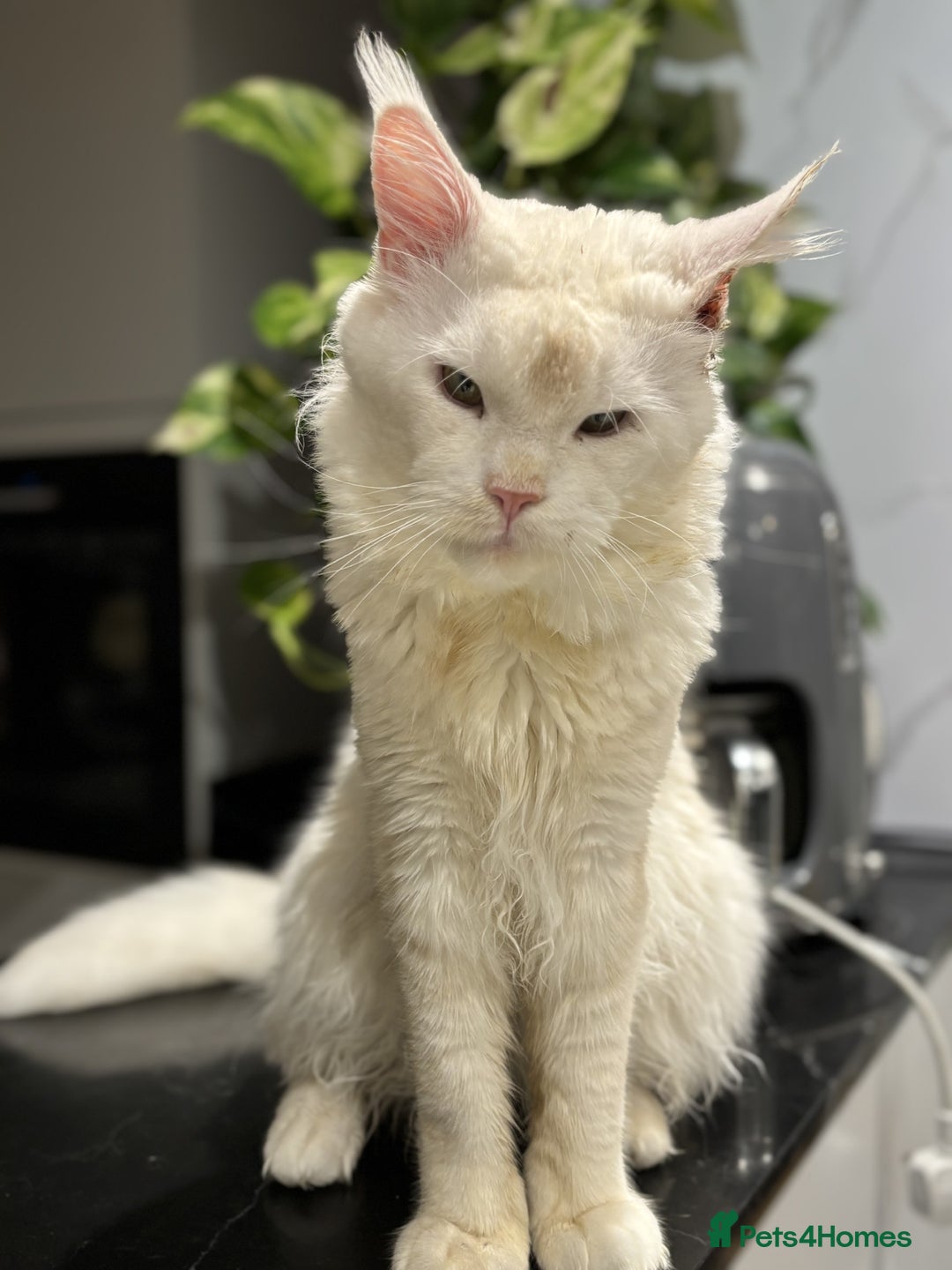 Maine Coon cats for sale: Maine Coon Big Boy Zeus looking for loving family - Image 3