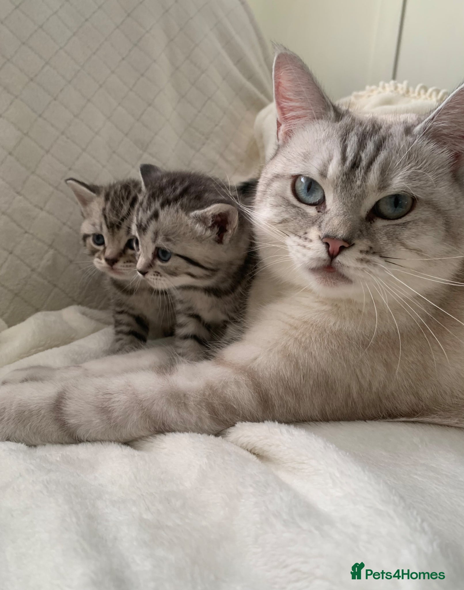 British Shorthair cats Beautiful silver spotted  tabbies - Advert 2