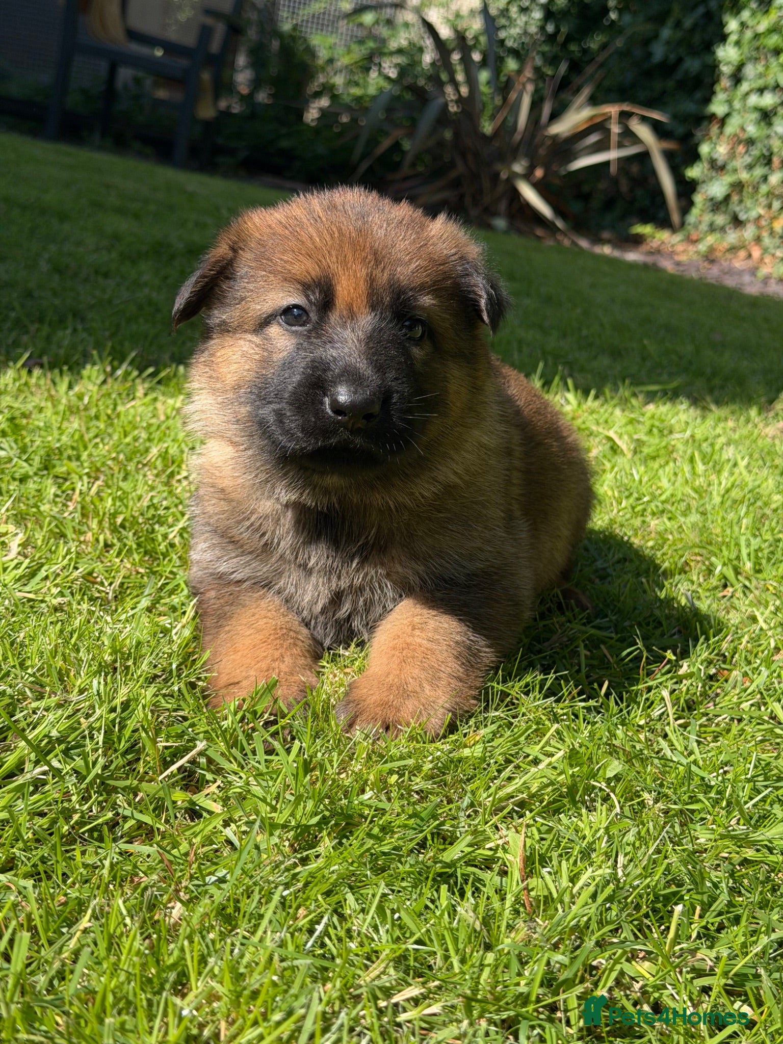 German Shepherd dogs GSD pups - Advert 2