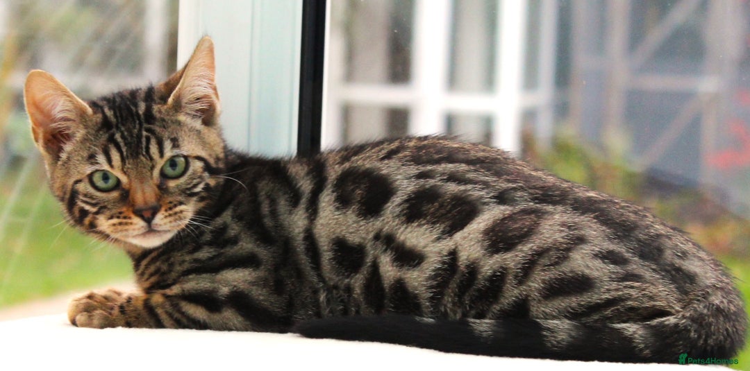 Bengal cats for sale: CUTE BROWN FEMALE BENGAL KITTEN (TICA REG)  - Image 5