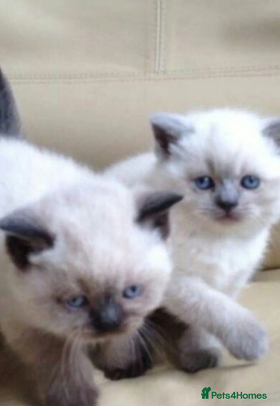 British Shorthair cats for sale: British shorthair kittens - ready to leave now  - Advert 6