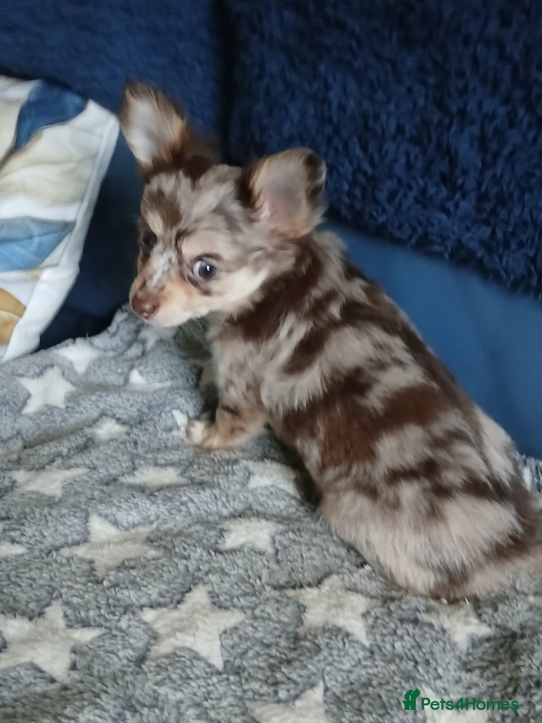 Chihuahua dogs for sale: Rare!! chocolate merle girl and black n tan boy - Advert 1