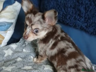 Chihuahua dogs Rare!! chocolate merle girl and black n tan boy - Advert 5
