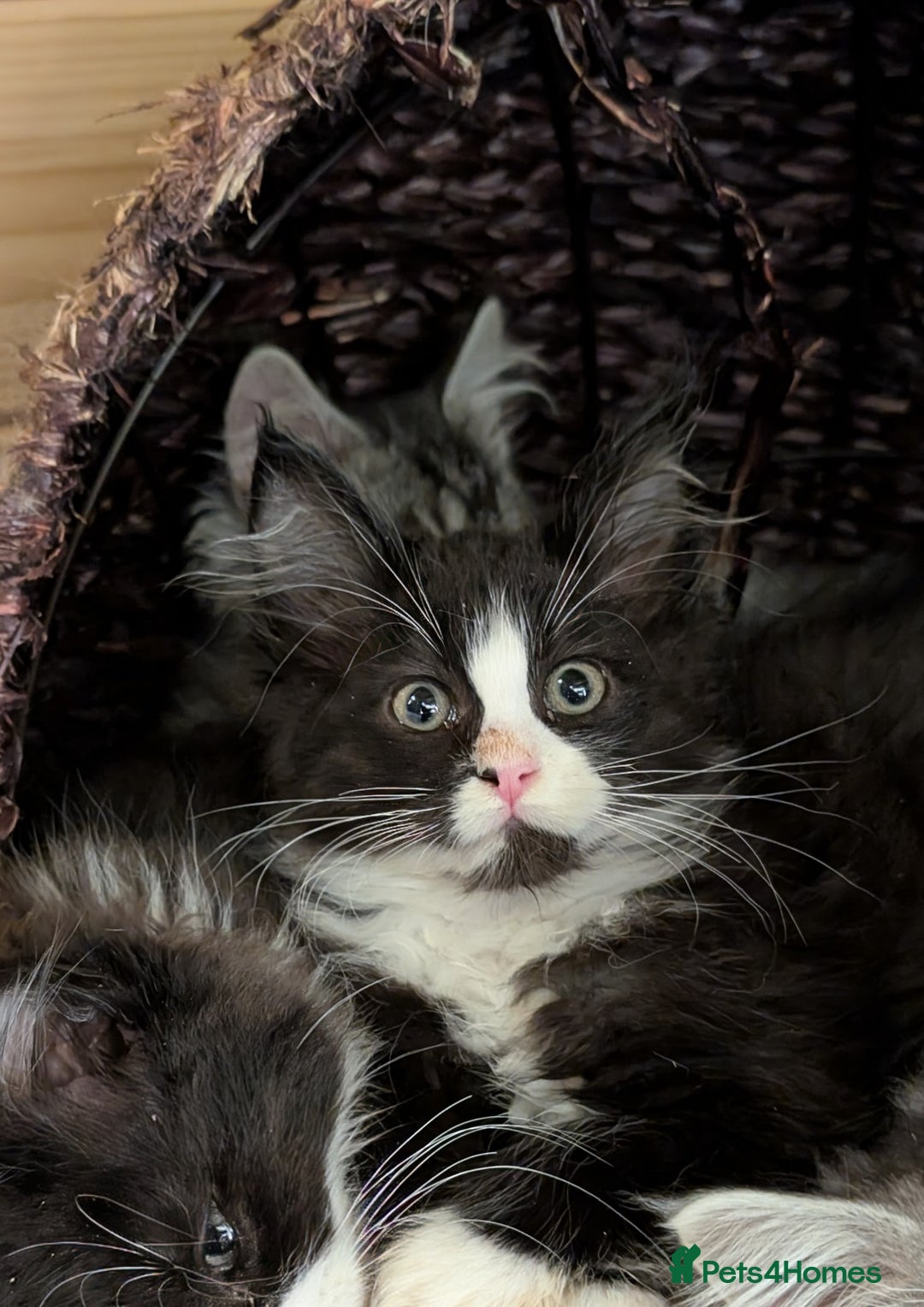 Maine Coon cats for sale: Maine Coon pedigree kittens  - Advert 14
