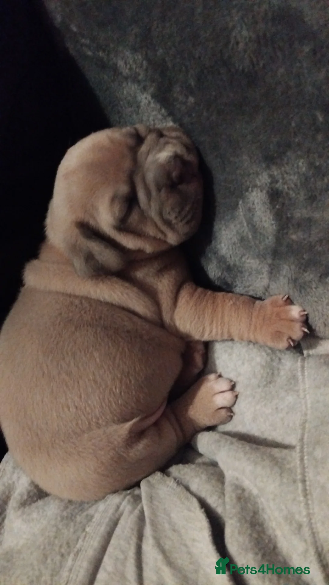 Mixed Breed dogs for sale: Exotic pocket bully cross  - Advert 5