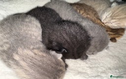 Brazilian Shorthair cats for sale: British shorthairs kittens - Image 3
