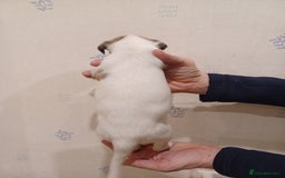 Whippet dogs for sale: Beautiful KC Reg Whippet Puppies - Advert 22