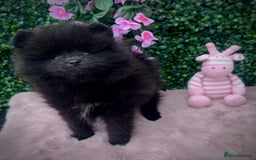 Pomeranian dogs for sale: ** TRUE TO TYPE BLACK POMERANIAN PUPPIES ** - Image 8