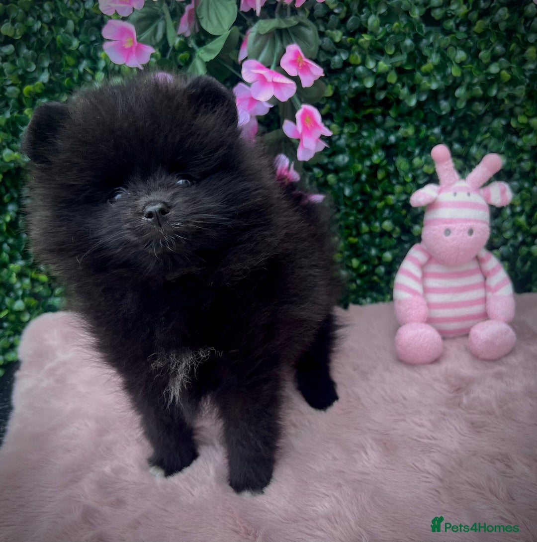 Pomeranian dogs for sale: ** TRUE TO TYPE BLACK POMERANIAN PUPPIES ** - Image 8