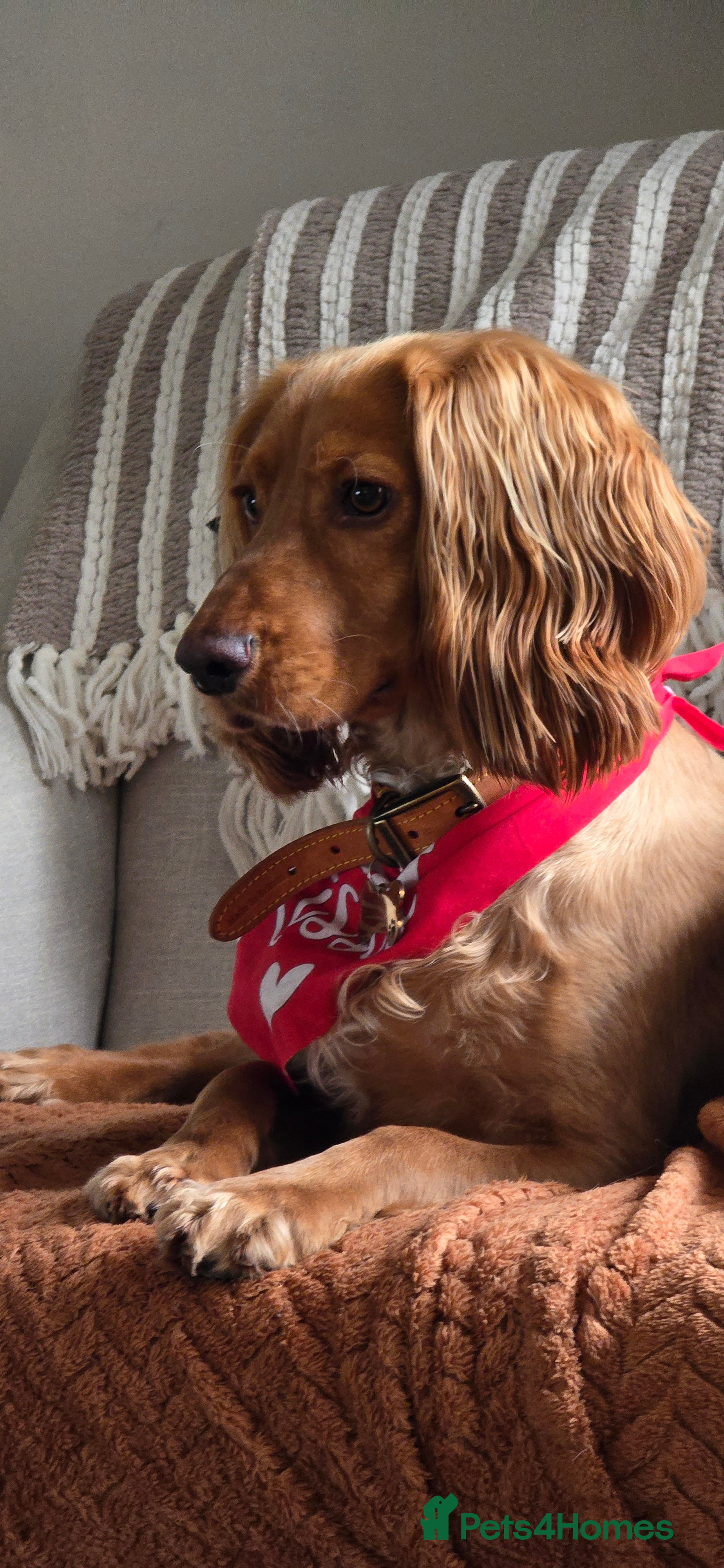 Irish Water Spaniel dogs Chase  - Advert 1
