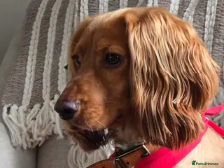 Irish Water Spaniel dogs Chase - Advert 1