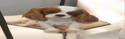 Cavalier King Charles Spaniel dogs for sale: Cavalier king charles spaniel - Advert 4