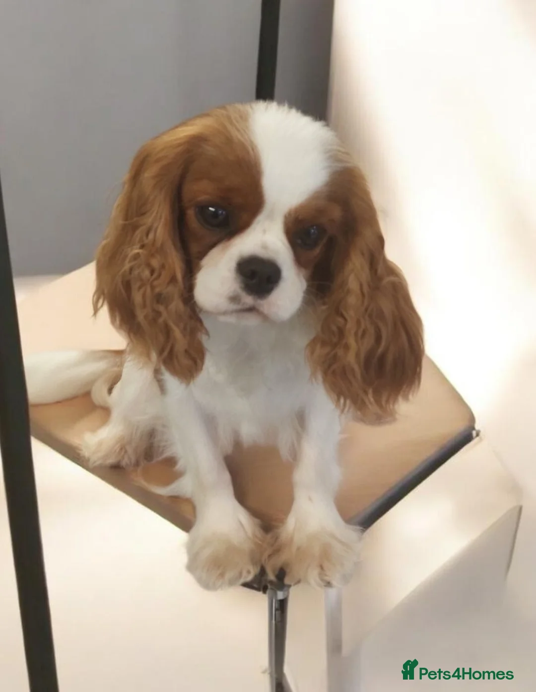 Cavalier King Charles Spaniel dogs for sale: Cavalier king charles spaniel - Advert 4
