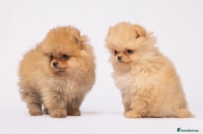 Pomeranian dogs - Advert 2