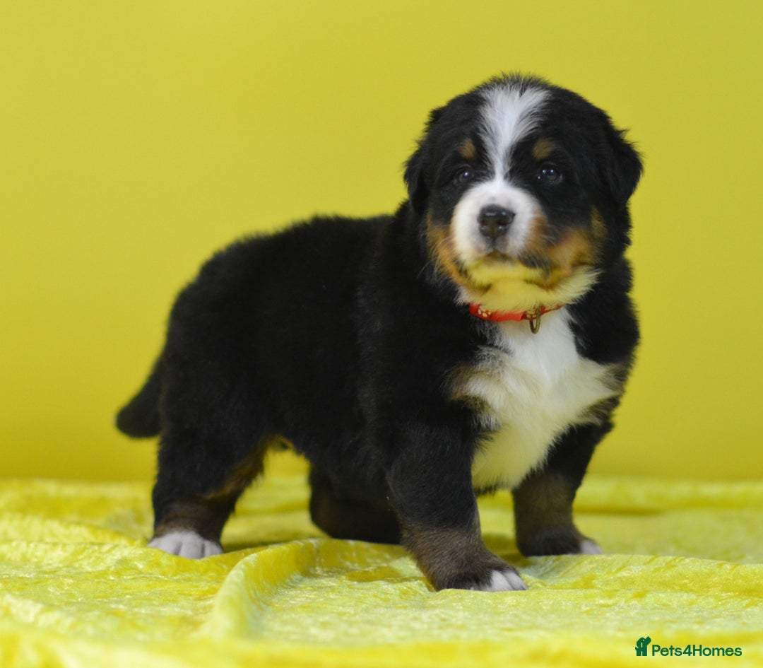 Bernese Mountain Dog dogs for sale: KC REGISTERED LITTER OF BERNESE MOUNTAIN DOG PUPS - Advert 14