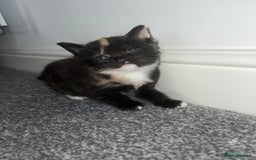British Shorthair cats for sale: Female kittens - Image 4