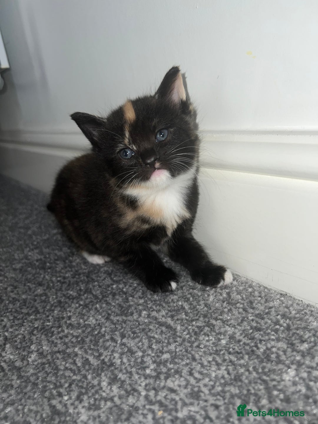 British Shorthair cats for sale: Female kittens - Image 4