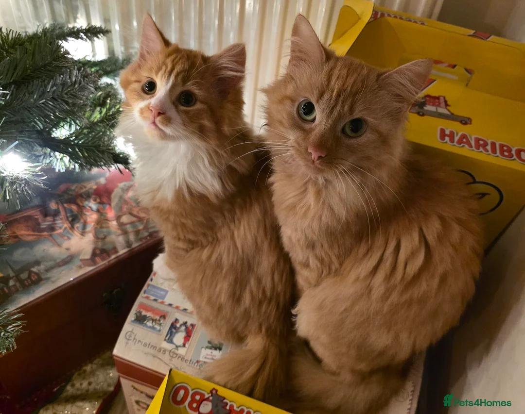Mixed Breed cats for sale: Mother and son ginger cats  - Advert 1