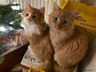 Mixed Breed cats Mother and son ginger cats - Advert 7