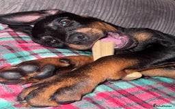 Rottweiler dogs for sale: Rottweiler puppy born 12th June 2025 - Image 2