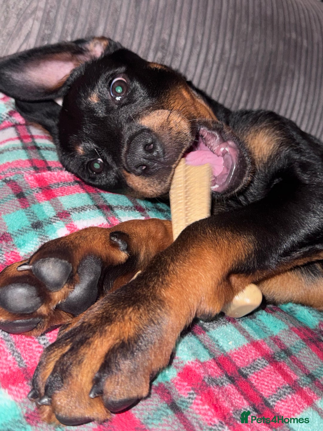 Rottweiler dogs for sale: Rottweiler puppy born 12th June 2025 - Image 2