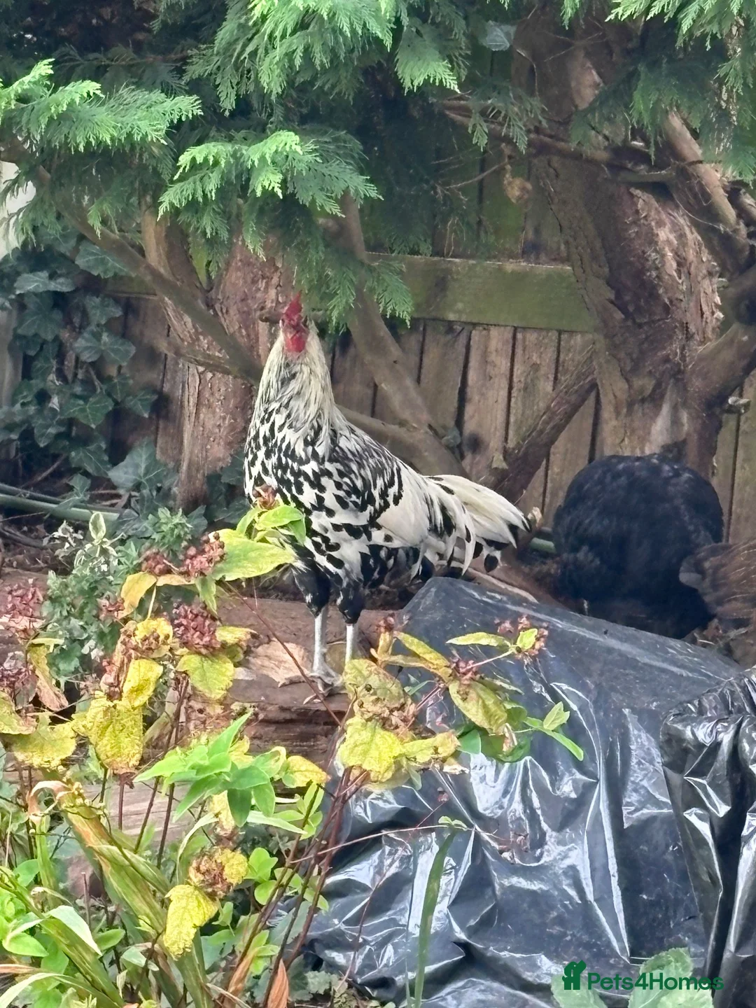 Mixed Breed poultry for sale: Gorgeous mixed breed Easter egger cockerel  in Liverpool - Advert 2
